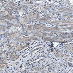 APEG1 Antibody, Novus Biologicals:Antibodies:Primary Antibodies